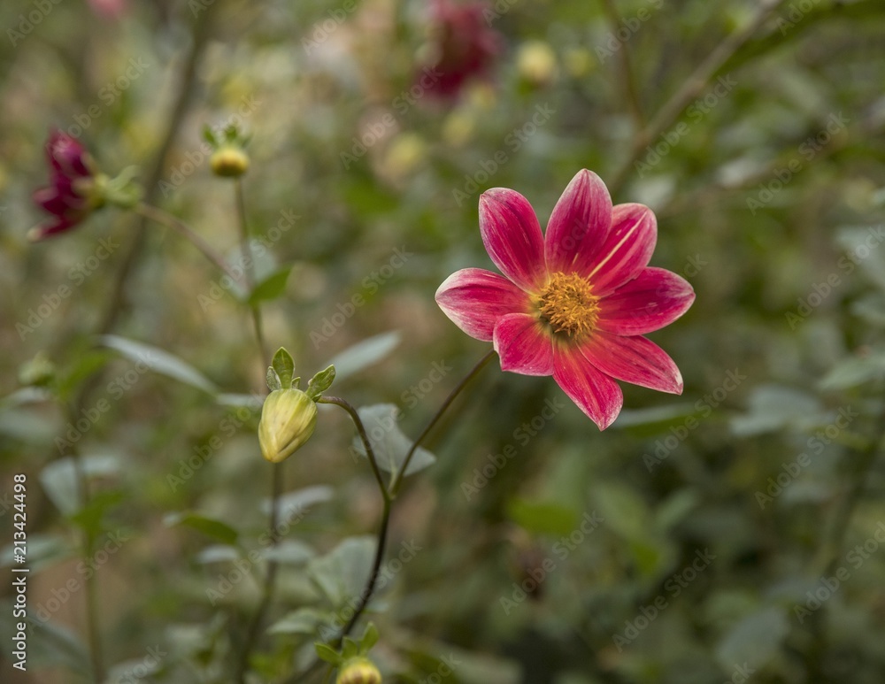 Obraz premium Flores