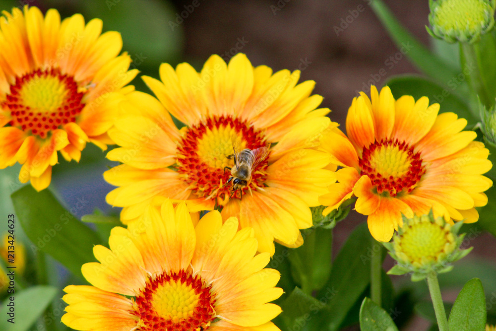 Biene bei der Arbeit auf Sommerblume Biene bei der Arbeit auf Sommerblume
