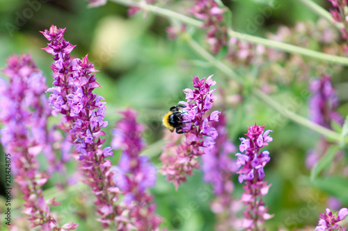 Fototapeta Naklejka Na Ścianę i Meble -  Lavendel mit Biene