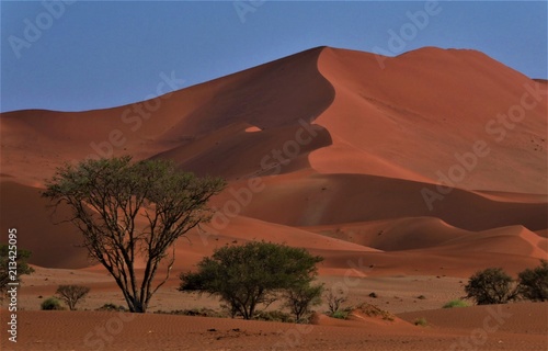 red namib sand dune at sunrise and trees