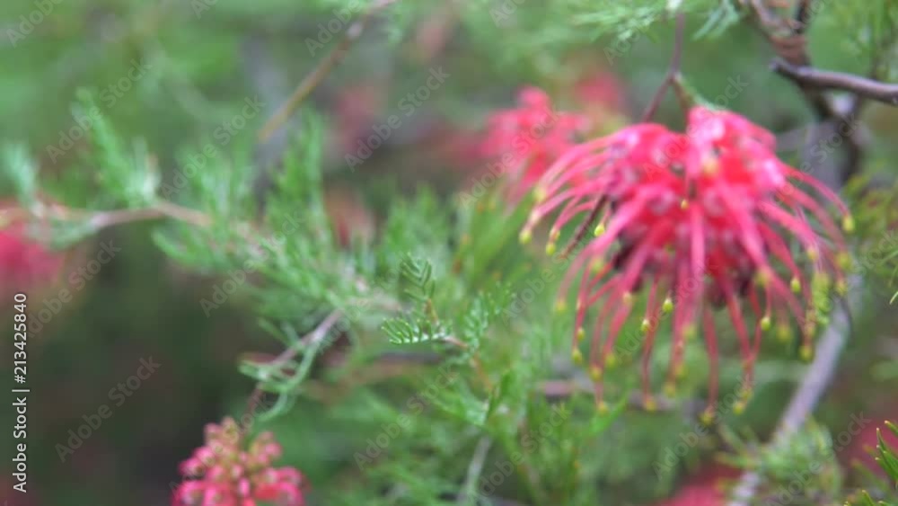 Grevillea, Australian native tree and flower, focus pull. Grevillea, Australian native tree and flower, focus pull.