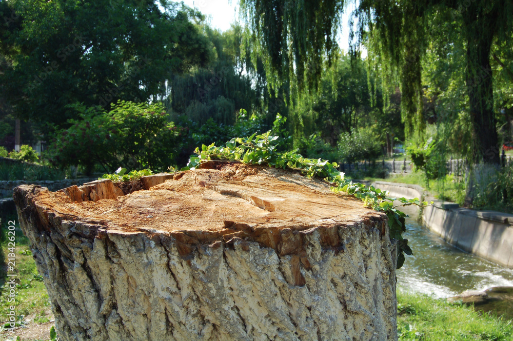 Fototapeta premium stump