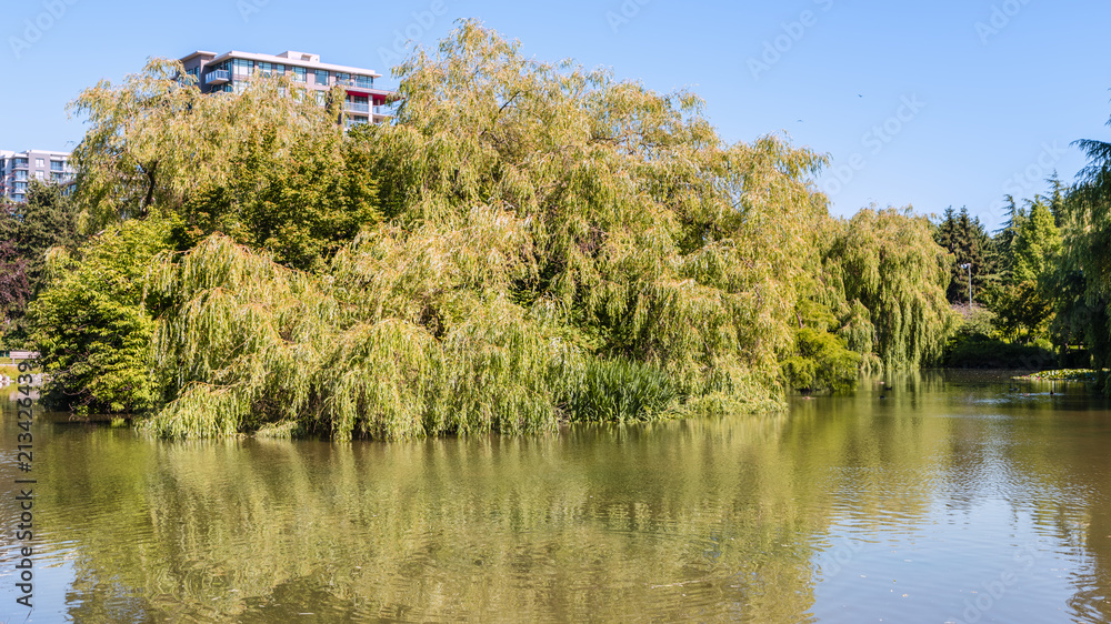 summer park near a pond with floating ducks, green trees, a multi-storey building