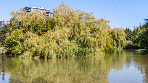 Obraz na płótnie summer park near a pond with floating ducks, green trees, a multi-storey building w salonie