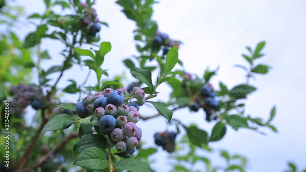 Ripe bunches of blueberries against the sky. Ripe bunches of blueberries against the sky.