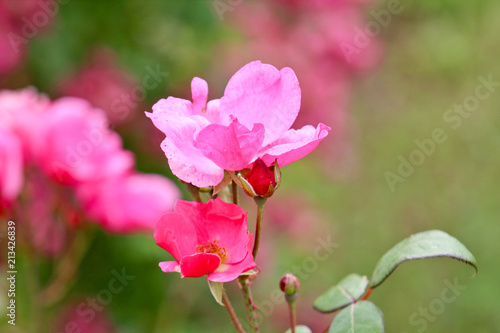Sinnliche Rose in Pink