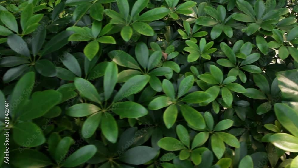 Tropical rainforest - tropical bushes in deep shade at hot sunny summer day, steadicam, no people Tropical rainforest - tropical bushes in deep shade at hot sunny summer day, steadicam, no people