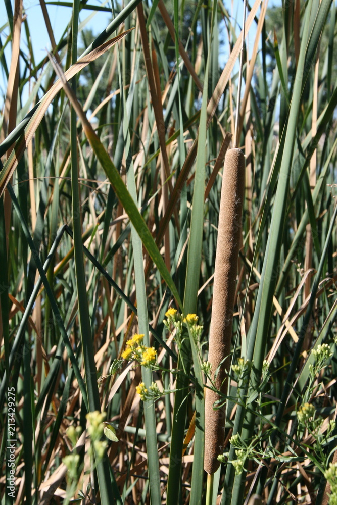 Fototapeta premium Cattail in Reeds