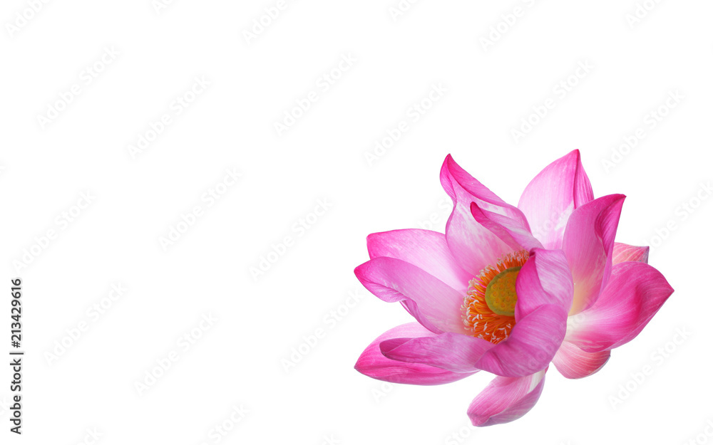 beautiful lotus flower isolated on white background with white space