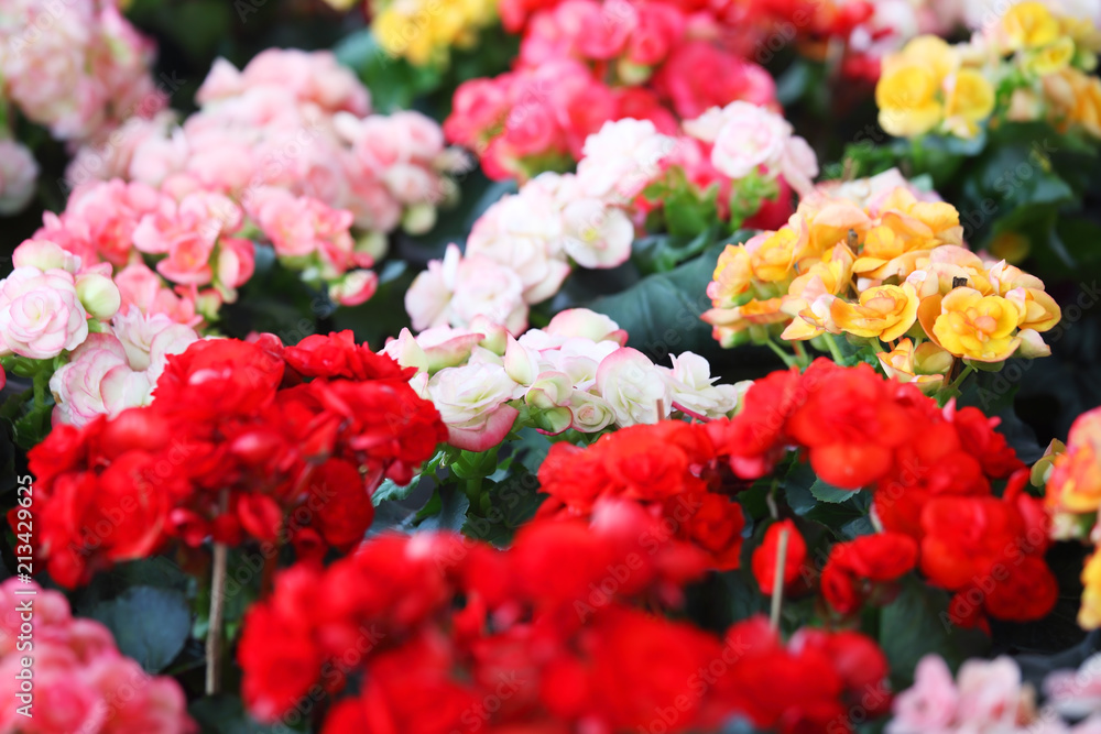 blooming begonia flower in garden background. blooming begonia flower in garden background.
