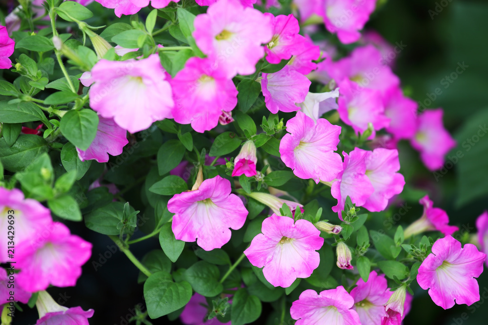beautiful pink petunia flower background
