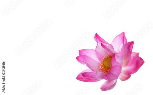 beautiful lotus flower isolated on white background with white space