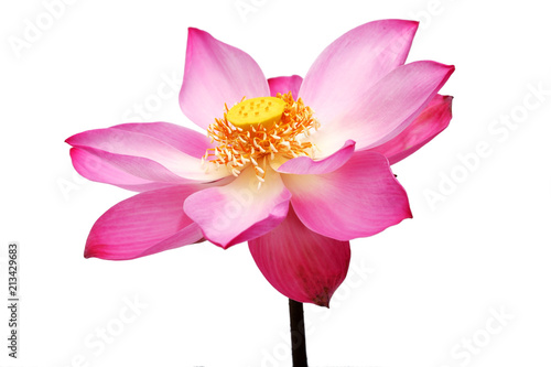 beautiful blooming pink lotus flower isolated on white background.