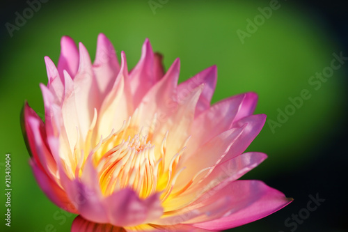 beautiful pink lotus flower blooming in pond.