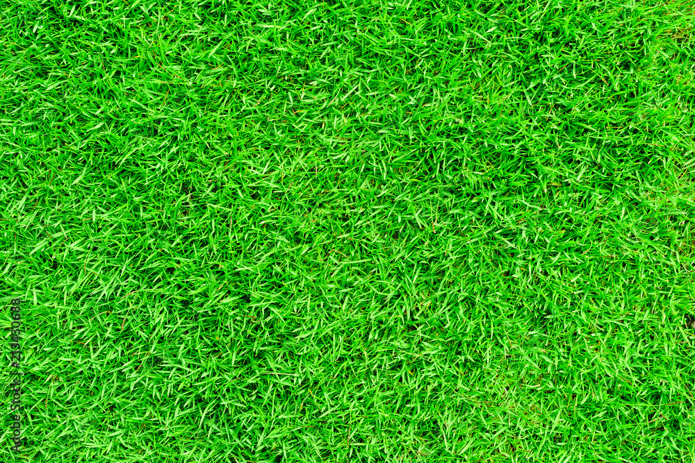 Green grass texture background Green grass texture background