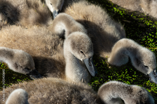 Nestlings of the mute swan (Cygnus olor), close-up. © Sergey Kohl