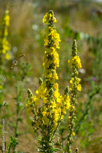 Canvas Print Flowering wild two-year plant Verbascum thapsus in nature.