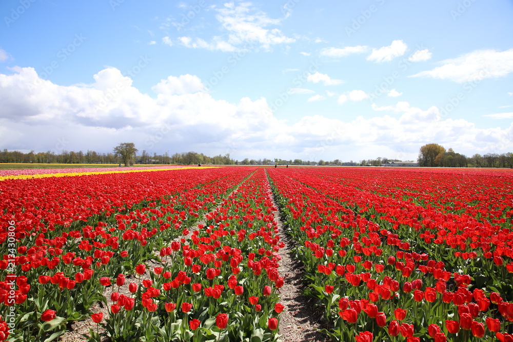 Flower fields in Lisse, Netherlands