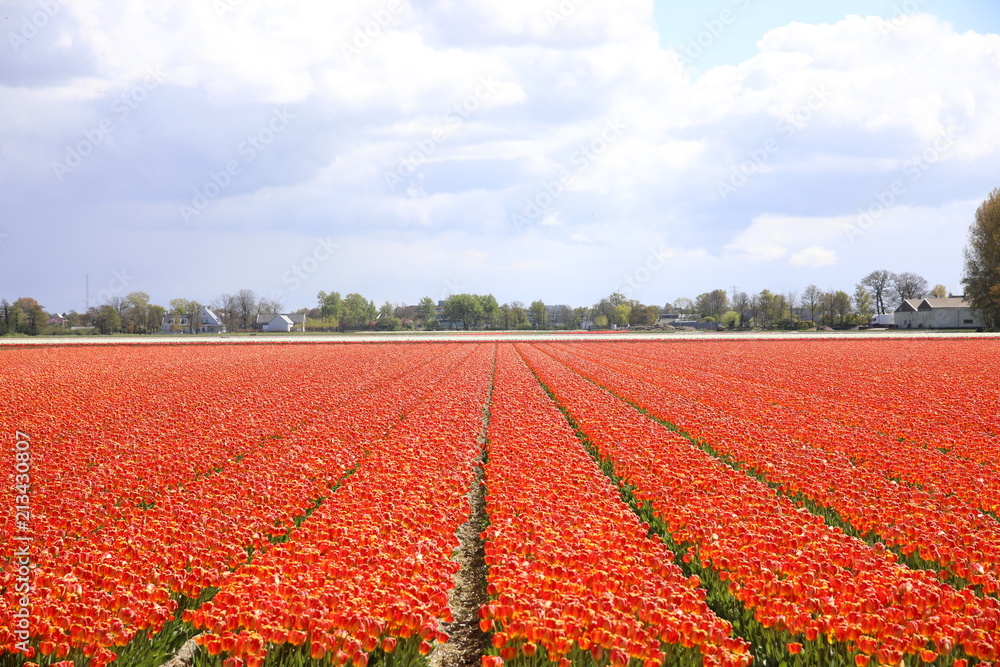 Flower fields in Lisse, Netherlands