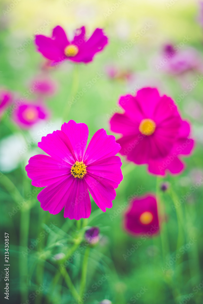 cosmos field in winter cosmos field in winter