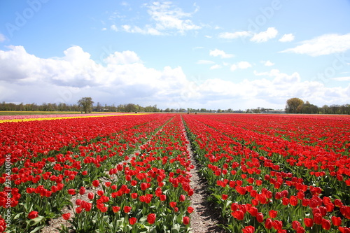 Flower fields in Lisse, Netherlands