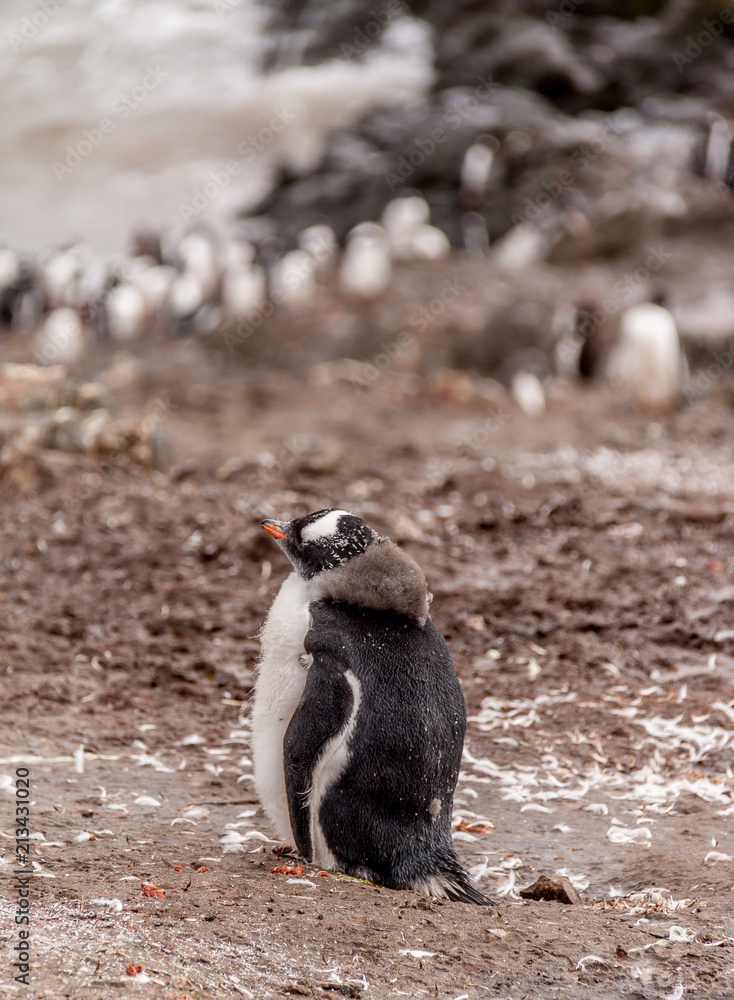 Naklejka premium Molting Gentoo Penguin Chick