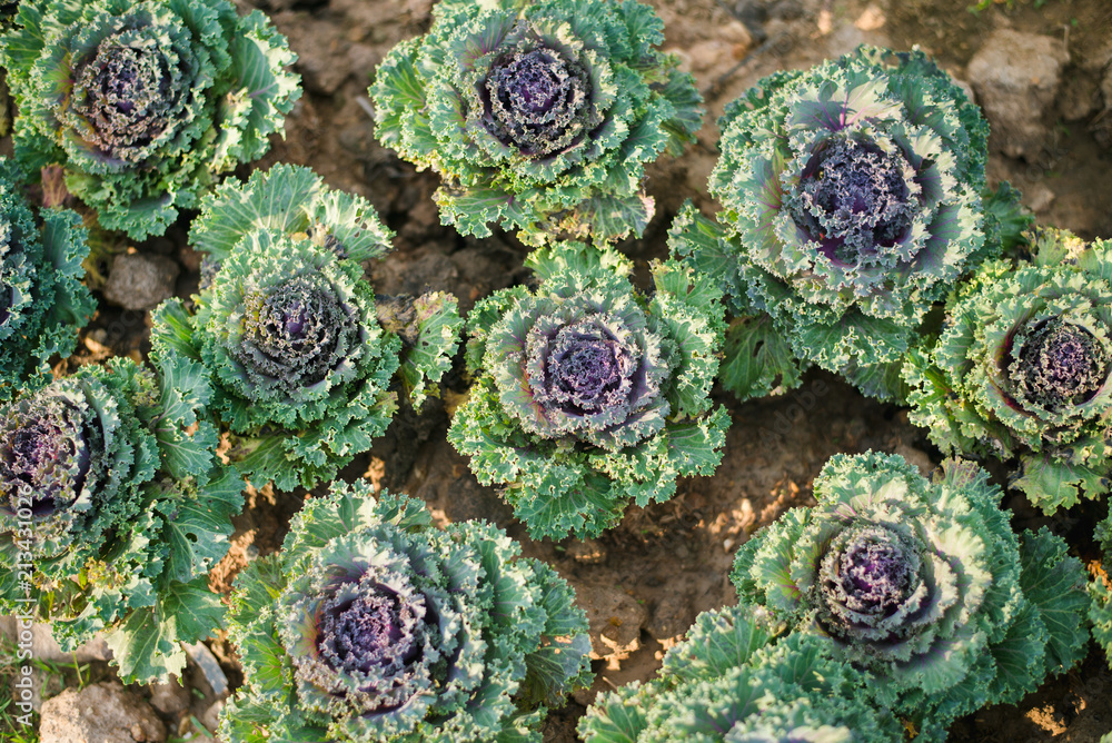 Fresh vegetable in winter Fresh vegetable in winter
