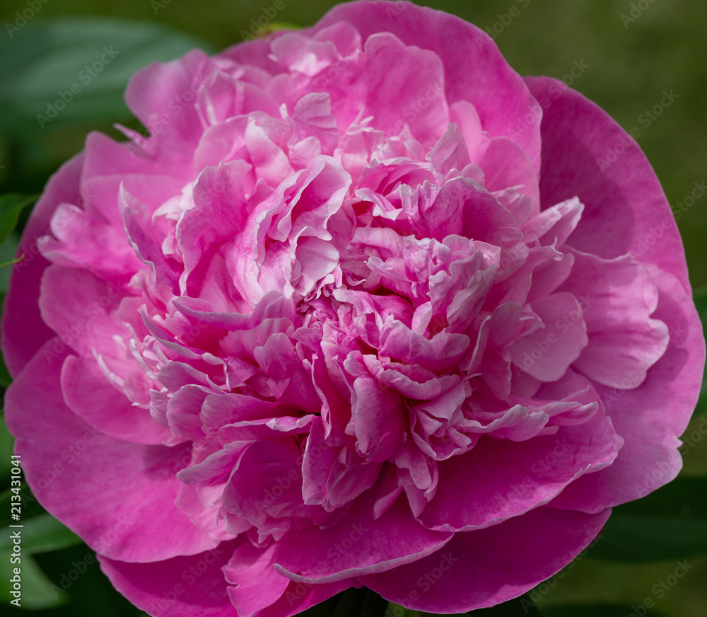 Obraz premium Pink Peony Closeup