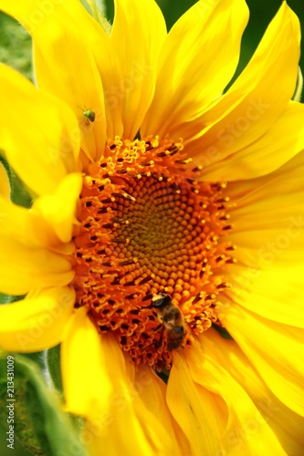 insekten auf sonnenblume