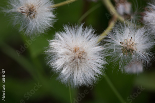 Alaskan Cotton Grass