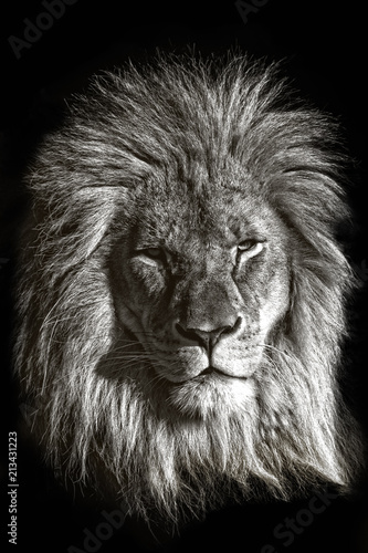 Male lion © Darrenp