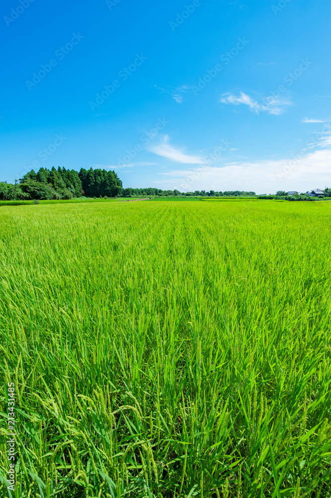 rice field in summer in Ibaraki Japan vertical position