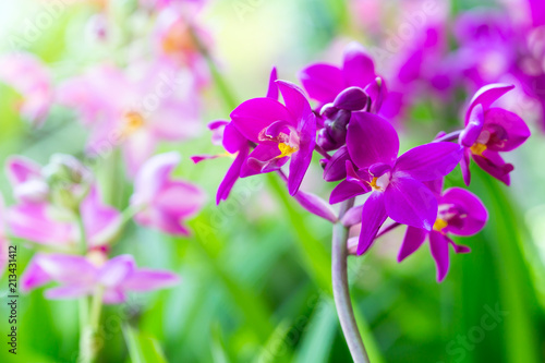 Purple orchid flowers blooming in nature in the spring