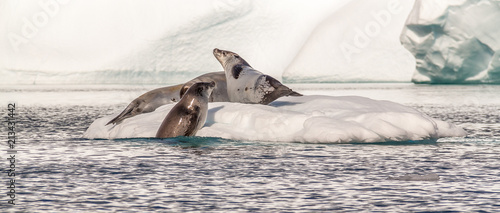 Weddell Seals at play
