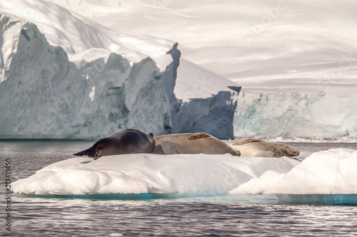 Weddell Seals resting