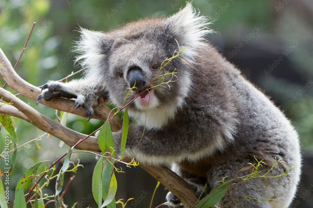 Obraz premium Koala with Mouth Open About to Eat Leaves