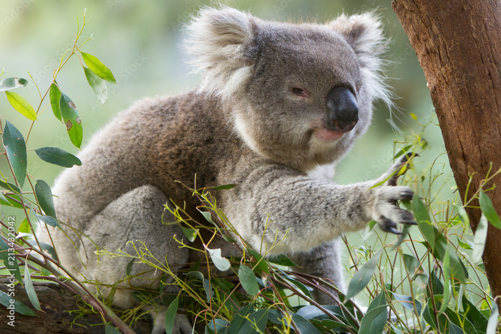 Koala Reaching for More Leaves Koala Reaching for More Leaves
