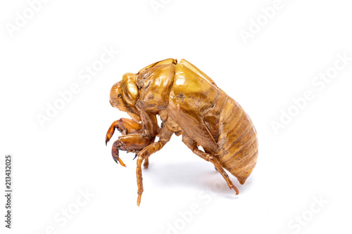Insect life cycle, Moult of Cicada isolated on white background