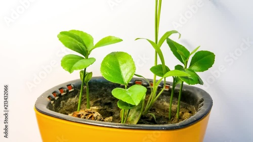 Time lapse of young growing lemon trees. photo