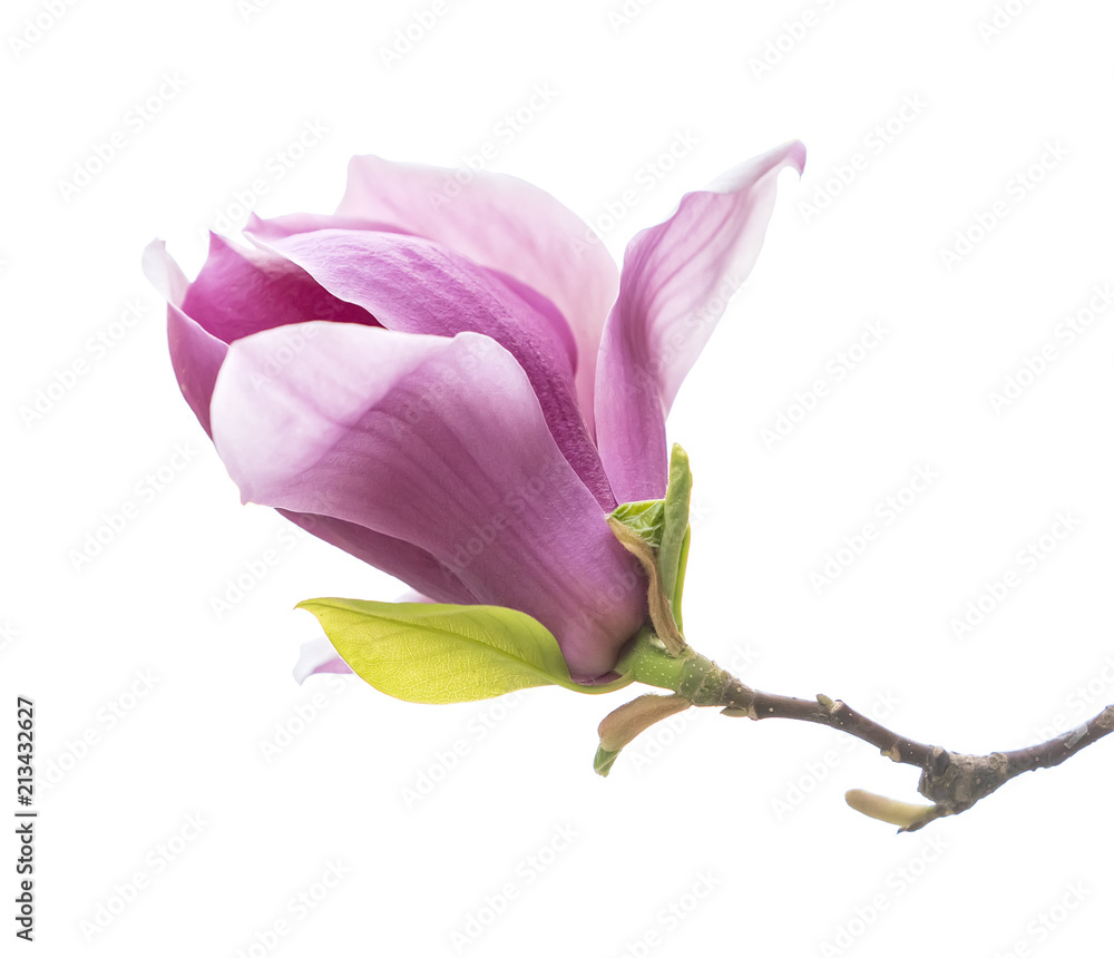 Obraz premium Pink magnolia flowers isolated on white background