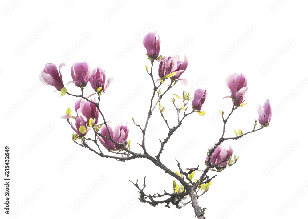 Fototapeta premium Pink magnolia flowers isolated on white background