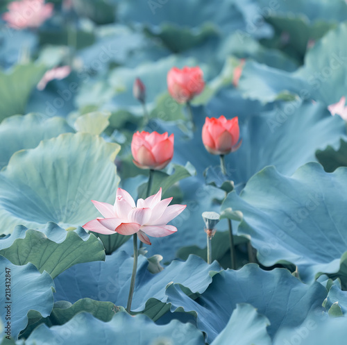 Blooming lotus or waterlilly flower in the pond