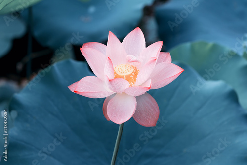 Fototapeta Naklejka Na Ścianę i Meble -  Blooming lotus or waterlilly flower in the pond
