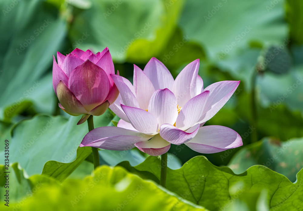 Blooming lotus or waterlilly flower in the pond Blooming lotus or waterlilly flower in the pond