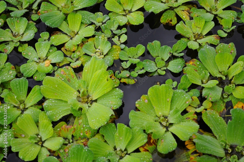 Water cabbage in the pond in Taiwan Water cabbage in the pond in Taiwan