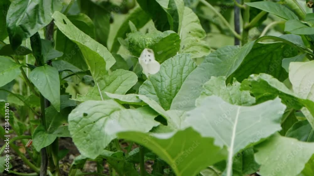 Flying White Little Cabbage Butterfly In Slow Motion Flatters Over Leaves Flying White Little Cabbage Butterfly In Slow Motion Flatters Over Leaves
