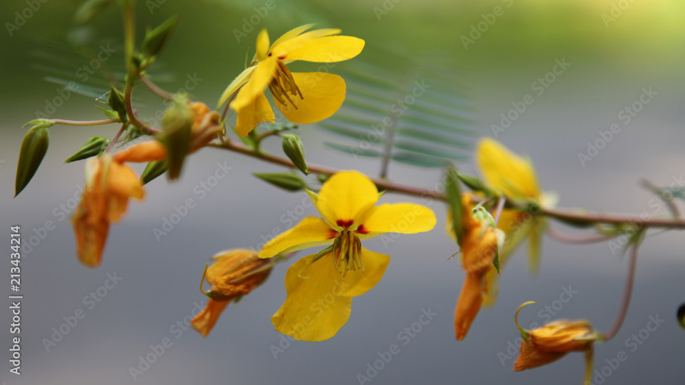 Fototapeta premium Yellow Flowers