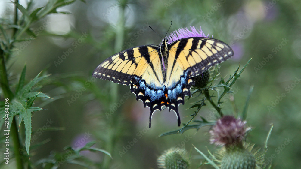 Fototapeta premium Butterfly