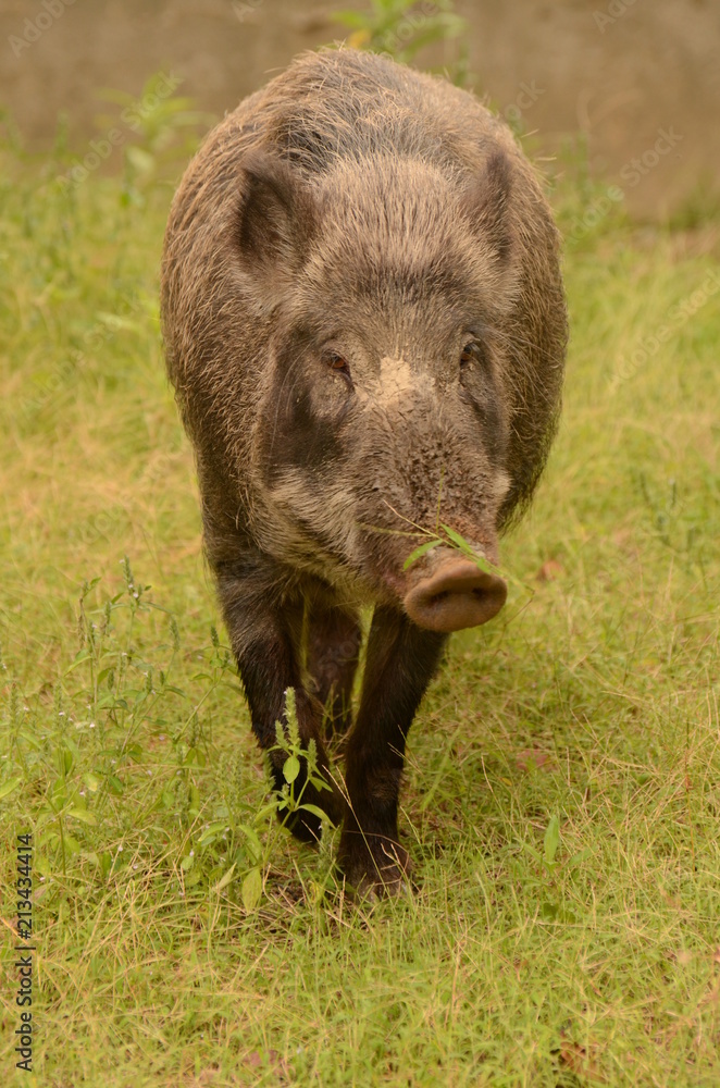 ニホンイノシシ