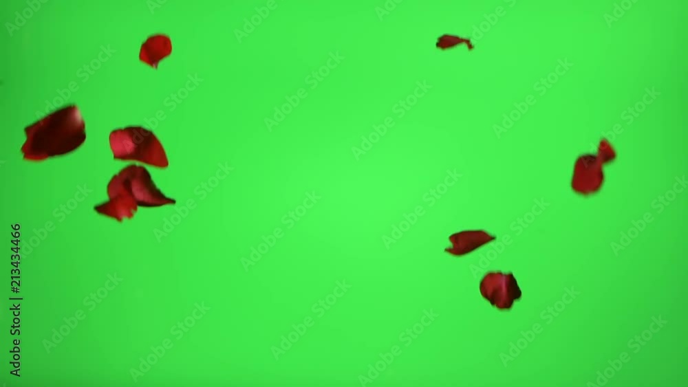 Real rose petals falling against a green screen, easy to cut out Real rose petals falling against a green screen, easy to cut out